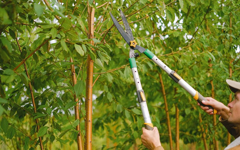Tree trimming in Bennett, IA